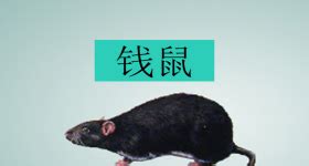 看到錢鼠預兆|【鼠年小百科】揭祕「錢鼠」：香噴噴又帶財的古老動物？